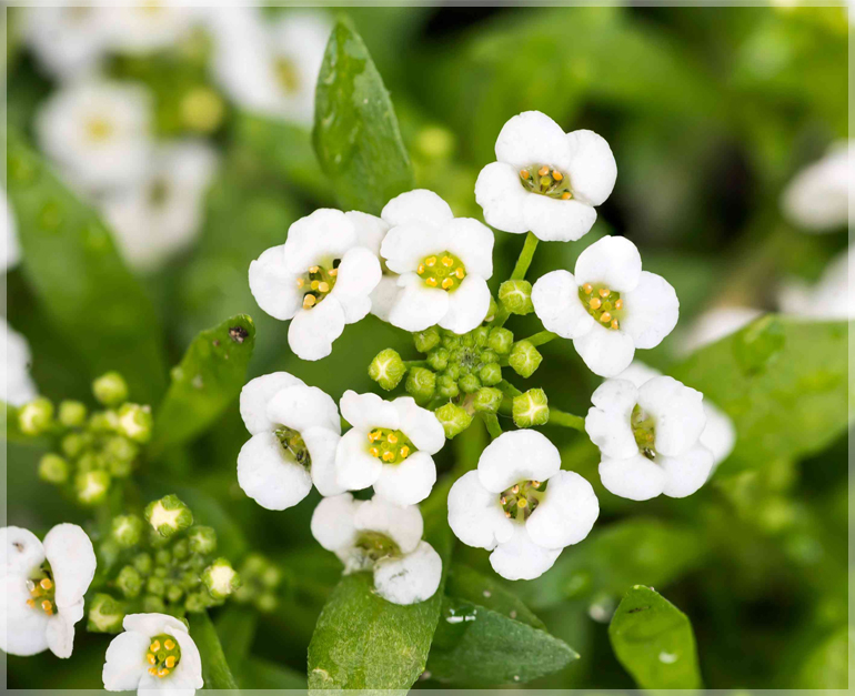 Alyssum Snow White - (Pack of 75+ Seeds)
