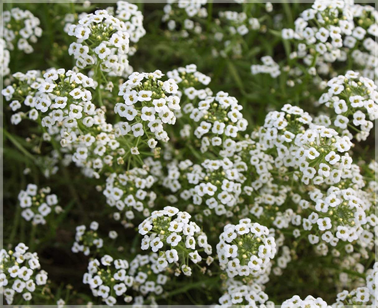 Alyssum Snow White - (Pack of 75+ Seeds) - Image 3