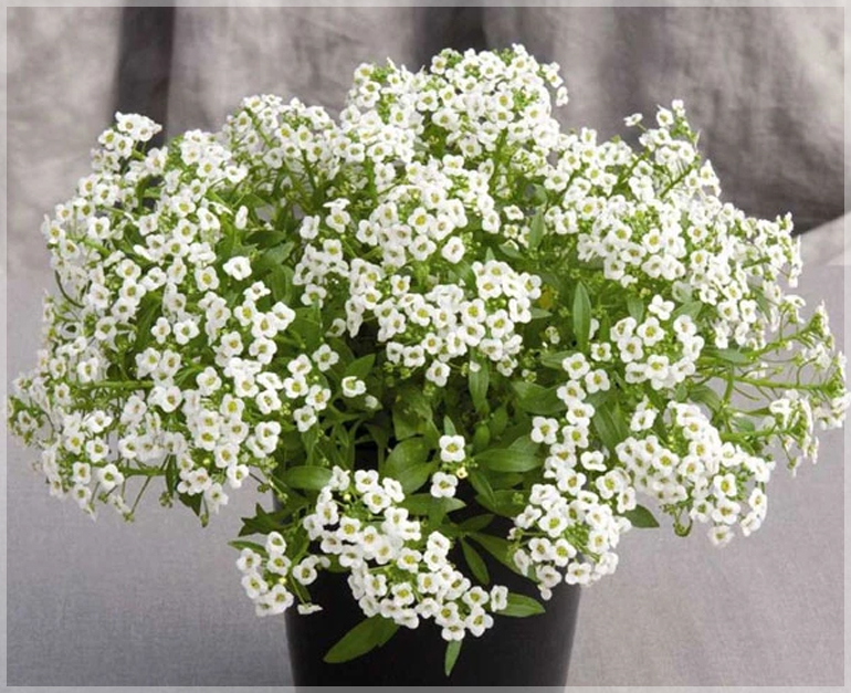 Alyssum Snow White - (Pack of 75+ Seeds) - Image 2