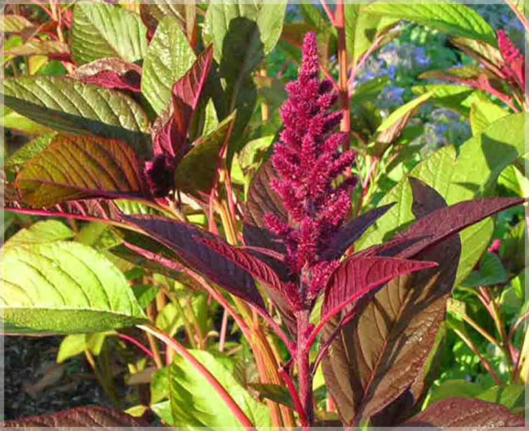 Amaranthus Cruentus (Thandu Keerai/Multicut Spinach) - (Pack of 15gm) - Image 2