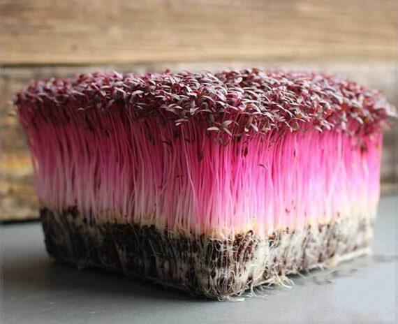 Amaranthus Red Microgreens - (Pack of 100 Grams) - Image 2