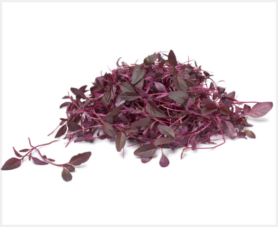 Amaranthus Red Microgreens - (Pack of 100 Grams)
