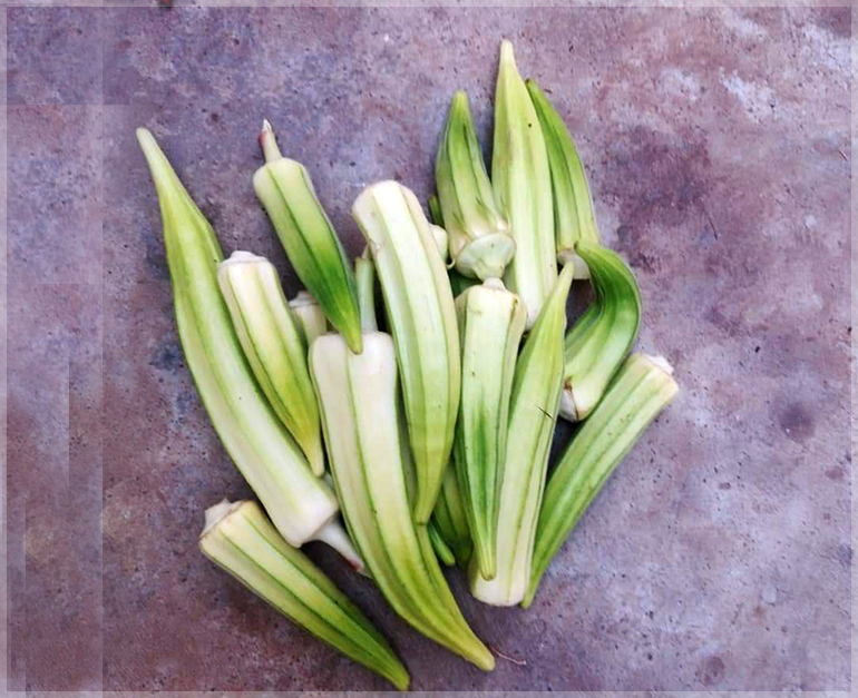 White Velvet Okra (Bhendi / Ladies finger) - (Pack of 20 Seeds) - Image 2