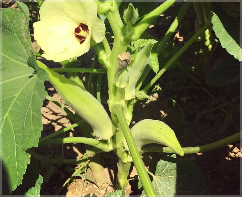 White Velvet Okra (Bhendi / Ladies finger) - (Pack of 20 Seeds) - Image 3