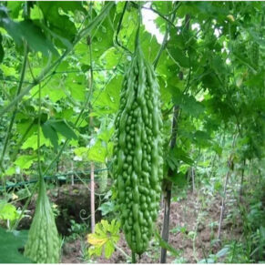 local variety