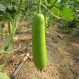 Bottle gourd local variety
