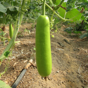 Bottle gourd local variety