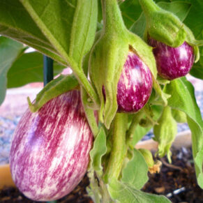 Brinjal Local Variety