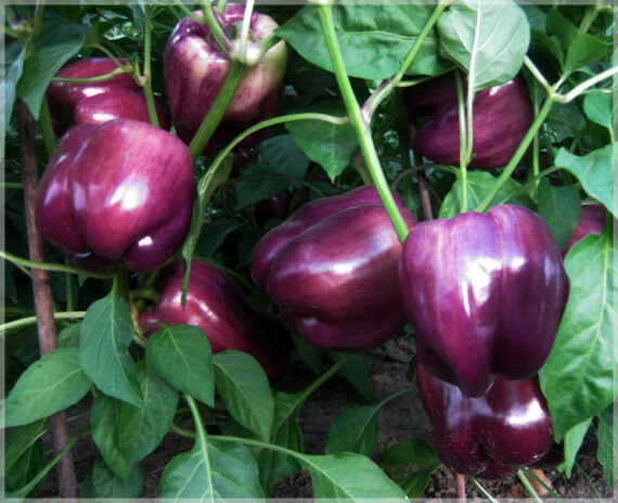 Capsicum Purple Beauty (Bell Pepper) - (Pack of 35+ Seeds) - Image 4