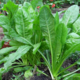 Kasini keerai seeds