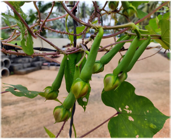 Clove Beans Green ( Mookuthi avarai / Nithya Vazhuthana ) - (Pack of 10+ Seeds) - Image 4