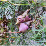 Clove Beans Purple ( Mookuthi avarai / Nithya Vazhuthana ) - (Pack of 10+ Seeds)