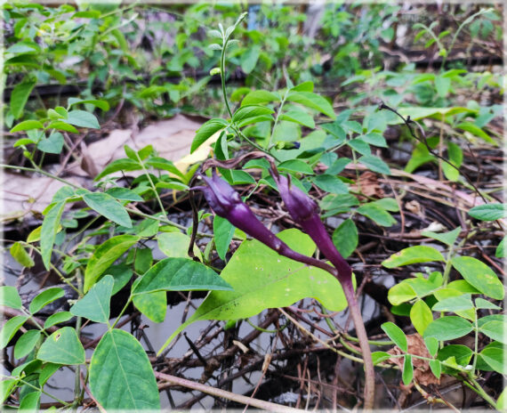 Clove Beans Purple ( Mookuthi avarai / Nithya Vazhuthana ) - (Pack of 10+ Seeds) - Image 2