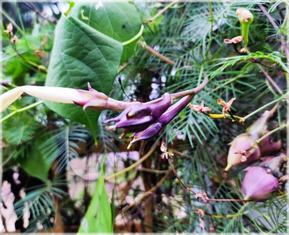 Clove Beans Purple ( Mookuthi avarai / Nithya Vazhuthana ) - (Pack of 10+ Seeds) - Image 3