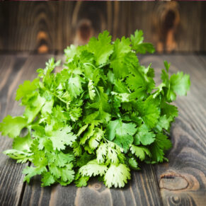 coriander local variety
