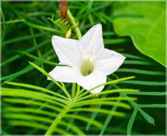 Cypress Vine / Humming Bird Vine (White) - (Pack of 15+ Seeds) - Image 3