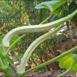 Elephant Tusk Okra (Bhendi / Ladies' finger) - (Pack of 25 seeds)