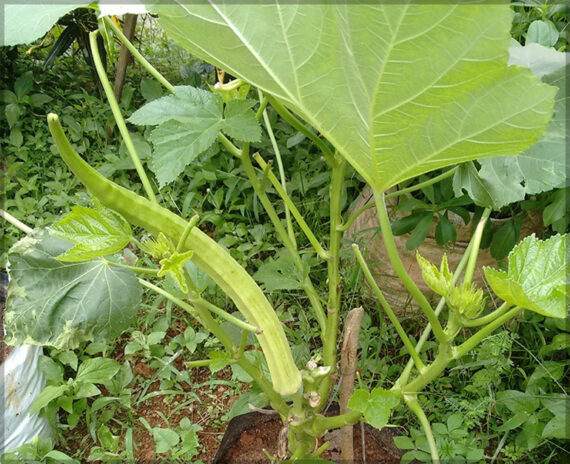 Elephant Tusk Okra (Bhendi / Ladies' finger) - (Pack of 25 seeds) - Image 4