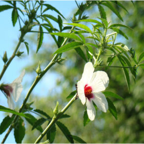 Pulichai keerai seeds
