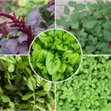 Greens (Small Combo) - (Pack of 5 Types)