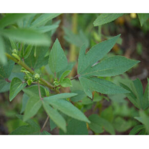 Gongura seeds