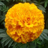 morigold heirloom seeds