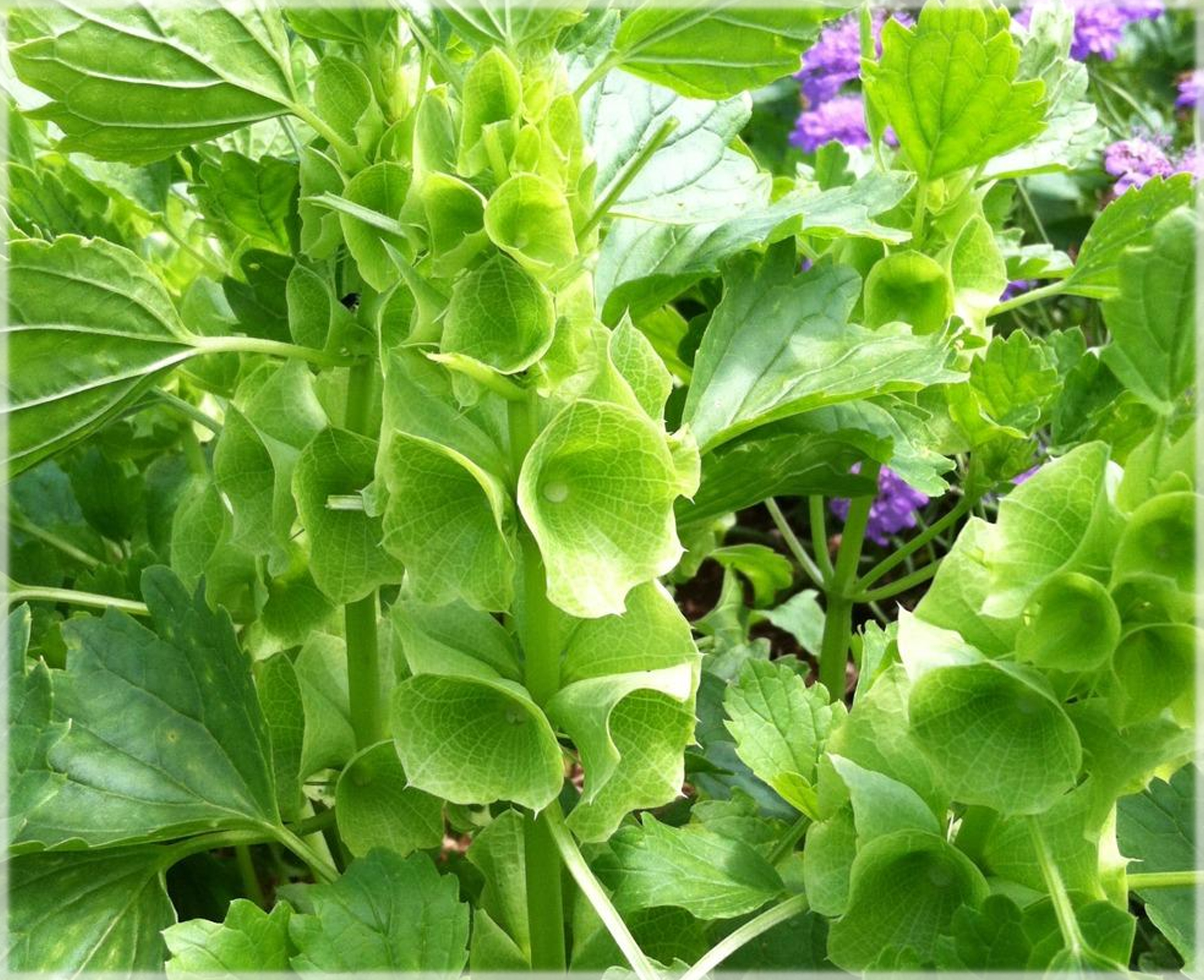 Bells of Ireland / Moluccella laevis (Pack of 30+ Seeds) - Image 4
