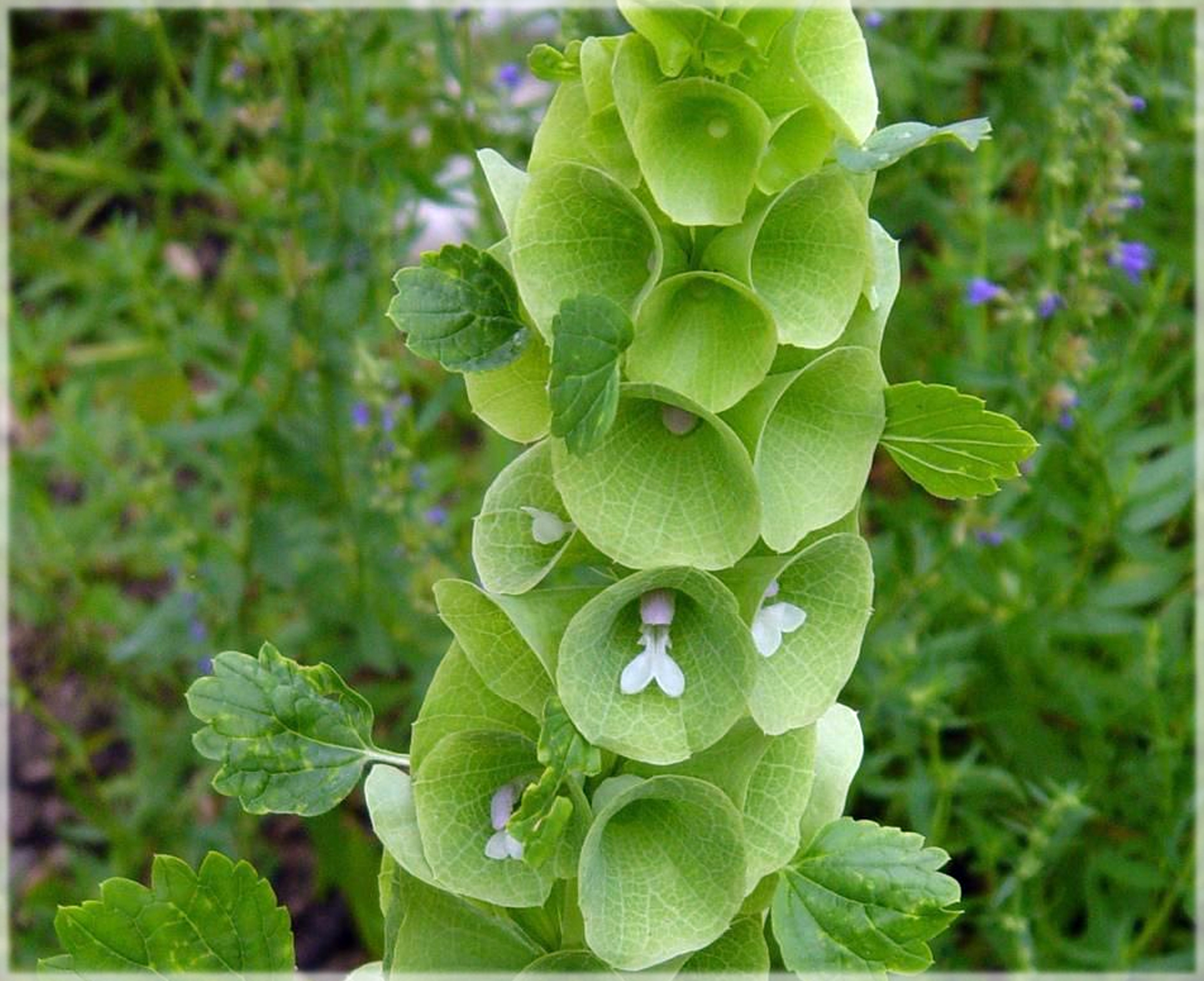 Bells of Ireland / Moluccella laevis (Pack of 30+ Seeds)