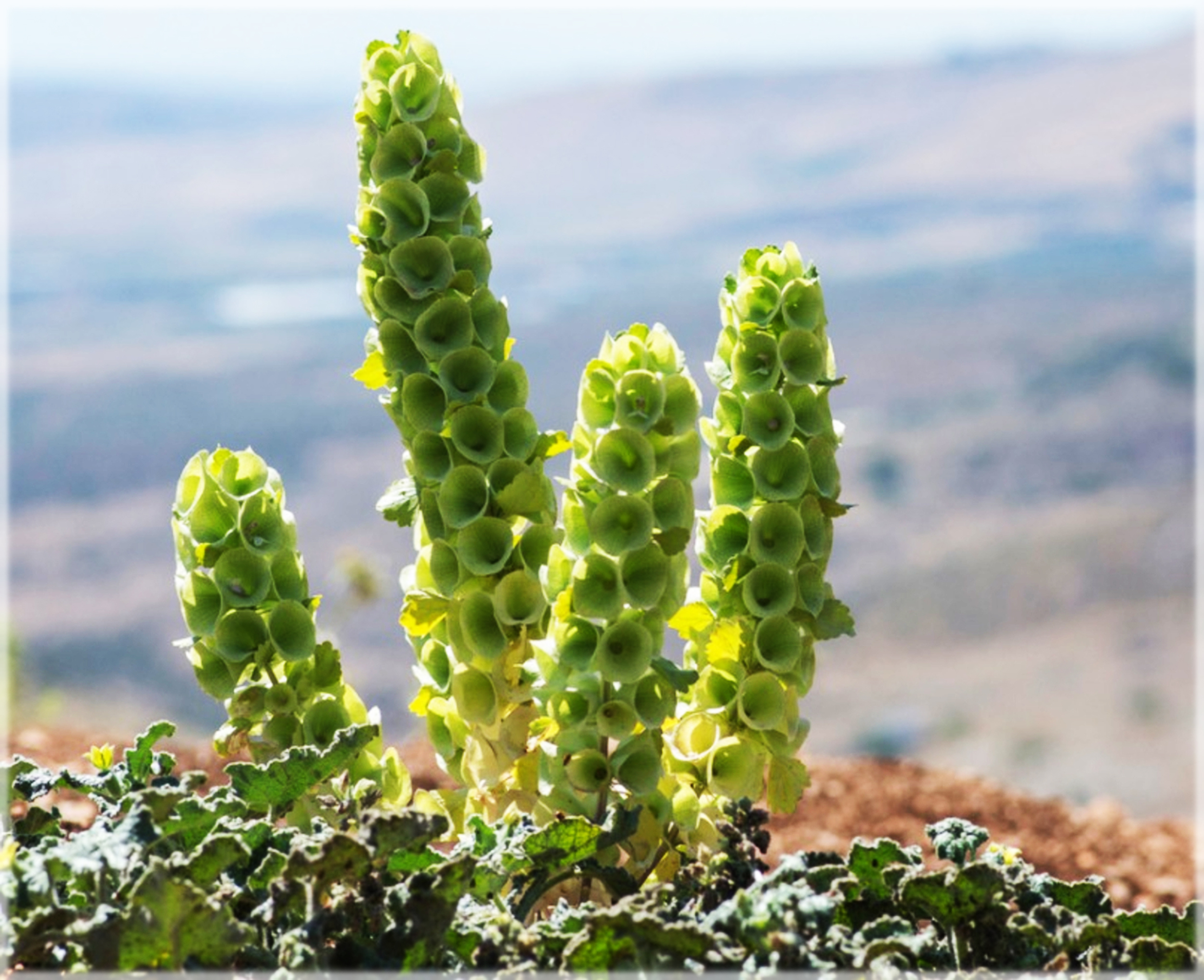 Bells of Ireland / Moluccella laevis (Pack of 30+ Seeds) - Image 2