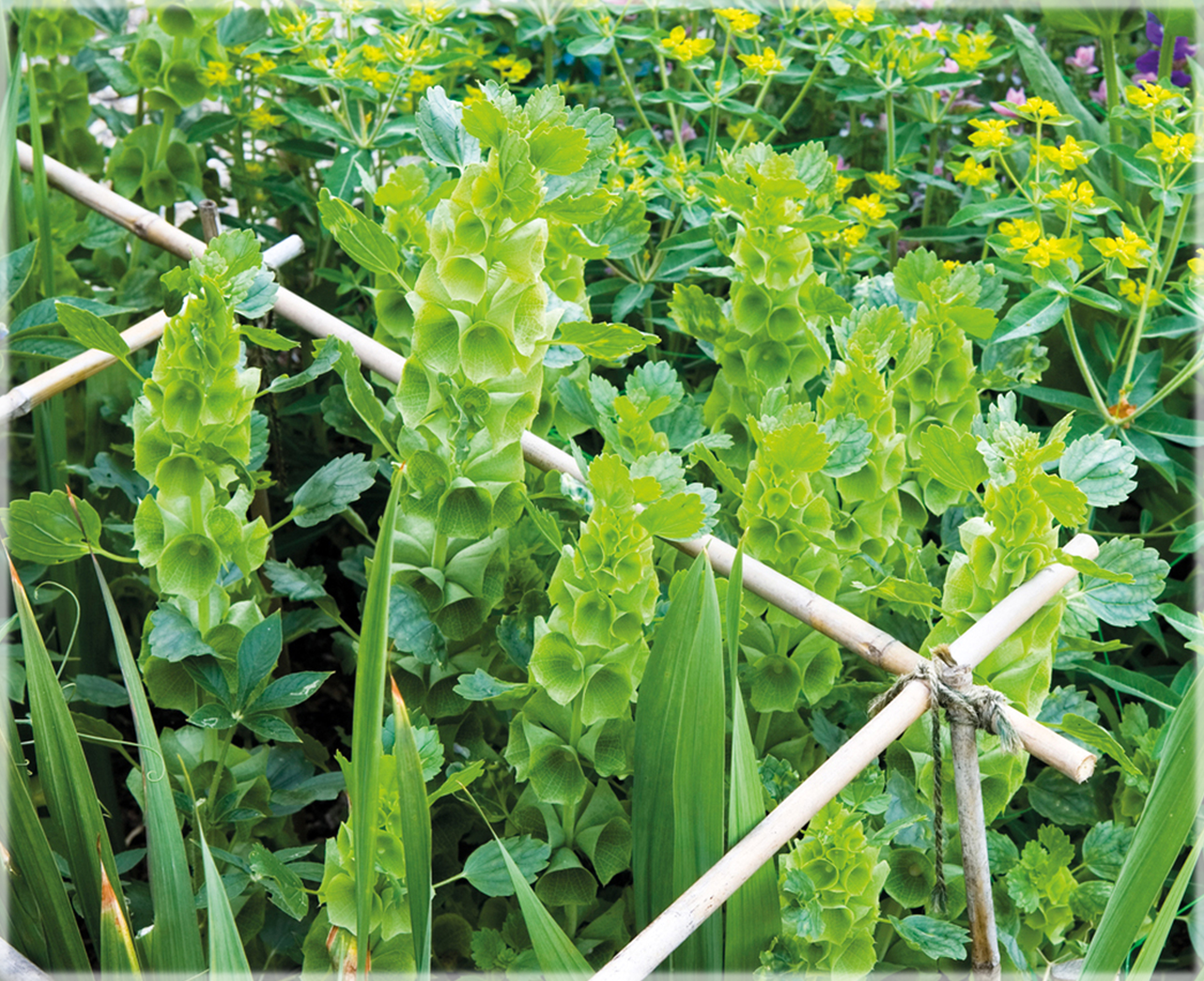 Bells of Ireland / Moluccella laevis (Pack of 30+ Seeds) - Image 3