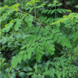 Moringa local variety