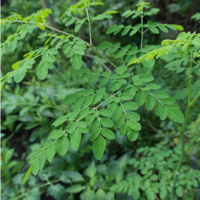 Moringa local variety