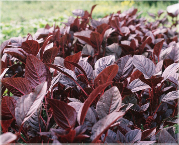 Mulai Keerai Red - (Pack of 2500 Seeds) - Image 4