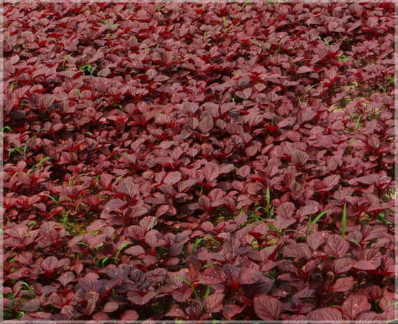 Mulai Keerai Red - (Pack of 2500 Seeds) - Image 3