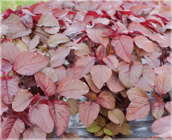 Mulai Keerai Red - (Pack of 2500 Seeds)