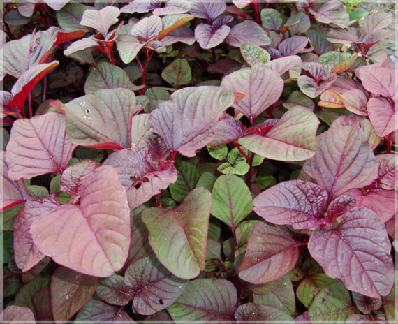 Mulai Keerai Red - (Pack of 2500 Seeds) - Image 2