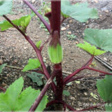 Alabama Red Okra / Red Short Okra (Bhendi / Ladies' finger) - (Pack of 20+ seeds)