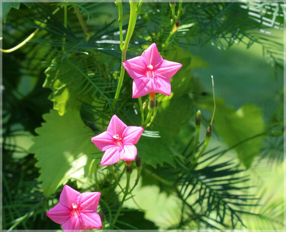 Cypress Vine / Humming Bird Vine (Pink) - (Pack of 20+ Seeds) - Image 2