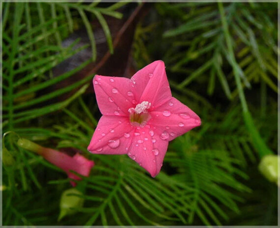 Cypress Vine / Humming Bird Vine (Pink) - (Pack of 20+ Seeds) - Image 3
