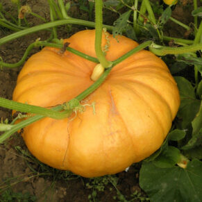 local variety