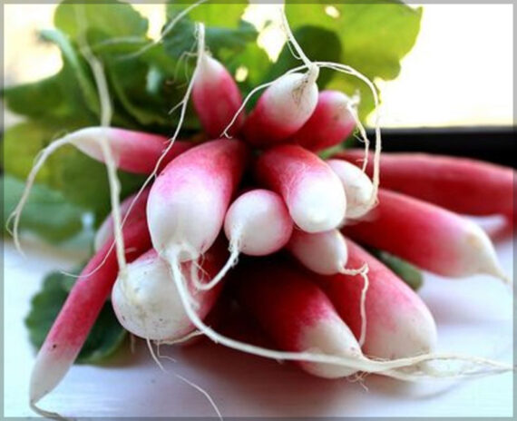Radish Half Red - (Pack of 100 Seeds) - Image 4