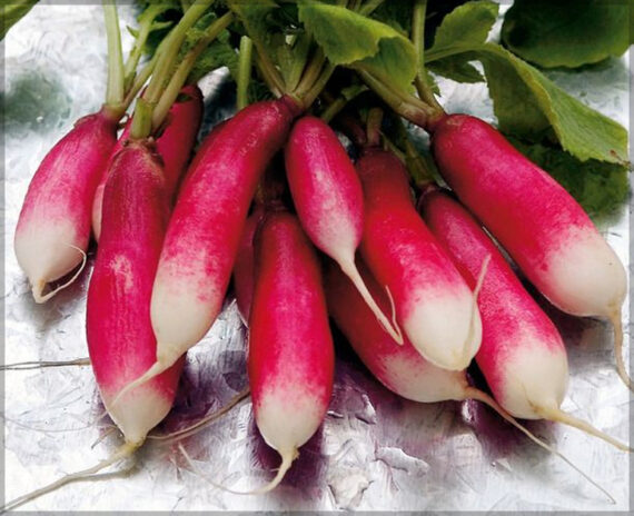 Radish Half Red - (Pack of 100 Seeds) - Image 3