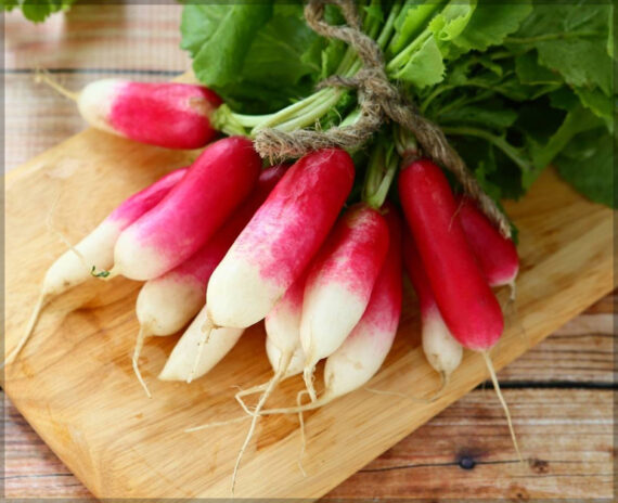 Radish Half Red - (Pack of 100 Seeds) - Image 2