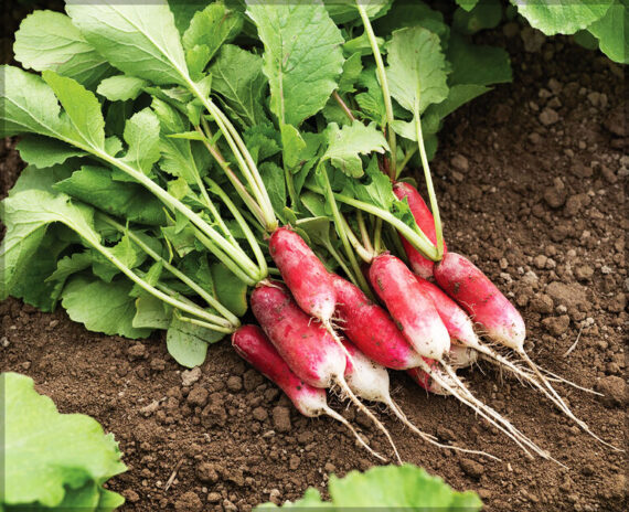 Radish Half Red - (Pack of 100 Seeds) - Image 5