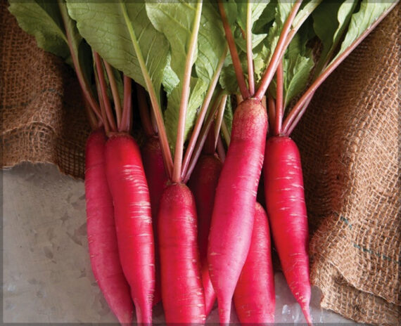 Radish Red Long - (Pack of 100 Seeds) - Image 4