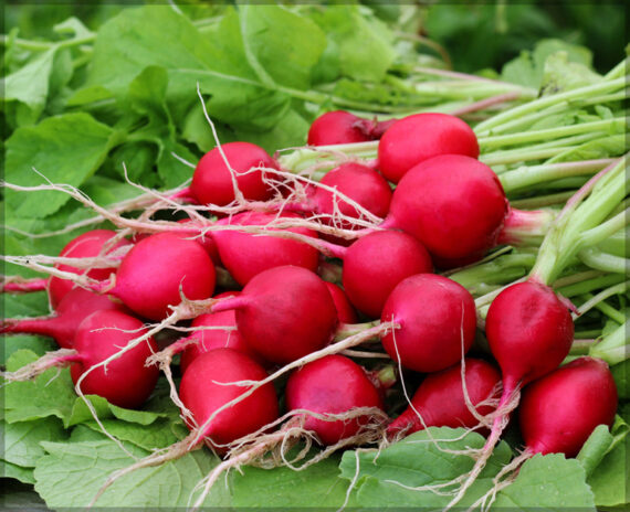 Radish Red Round - (Pack of 100 Seeds) - Image 4