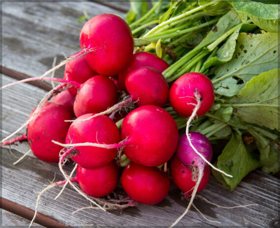 Radish Red Round - (Pack of 100 Seeds) - Image 3