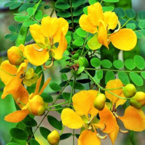 Aavaram seeds local variety