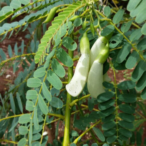 Agathi local variety
