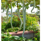 snake gourd seeds